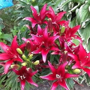 Meet your Posher, Paula